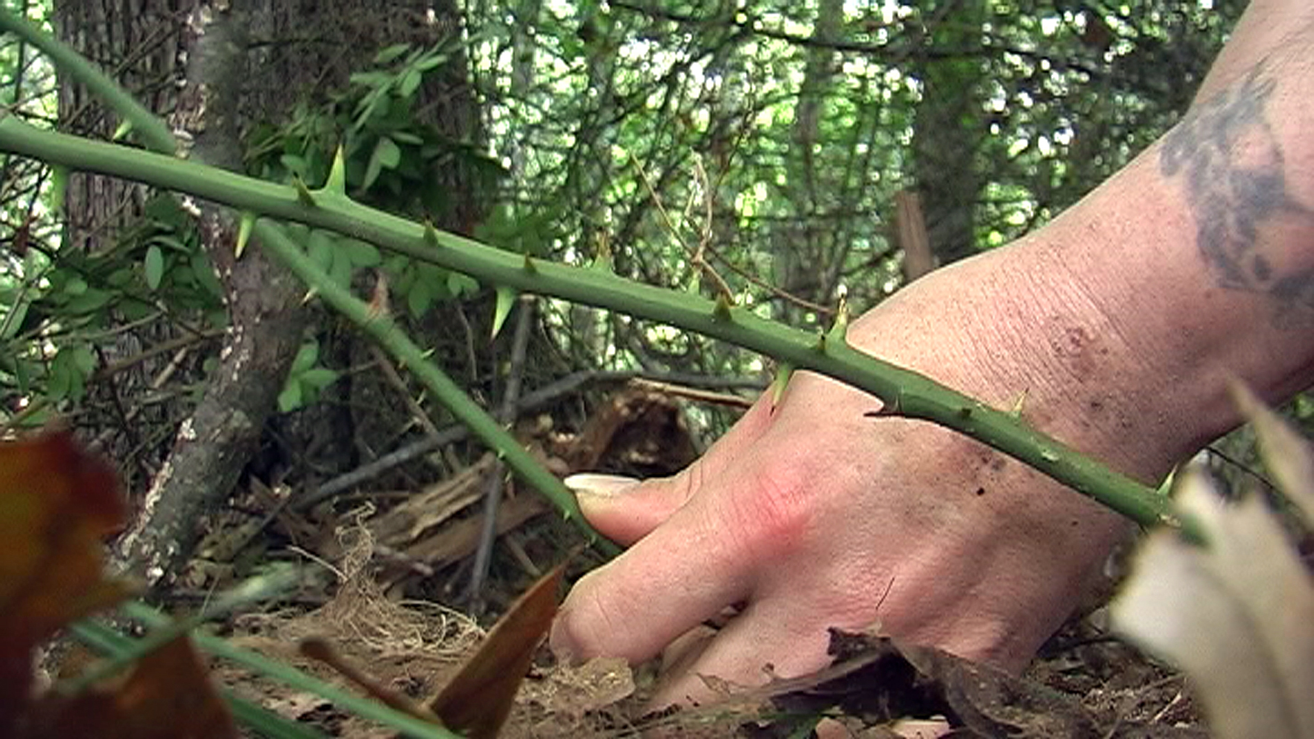 ForestTime (5)